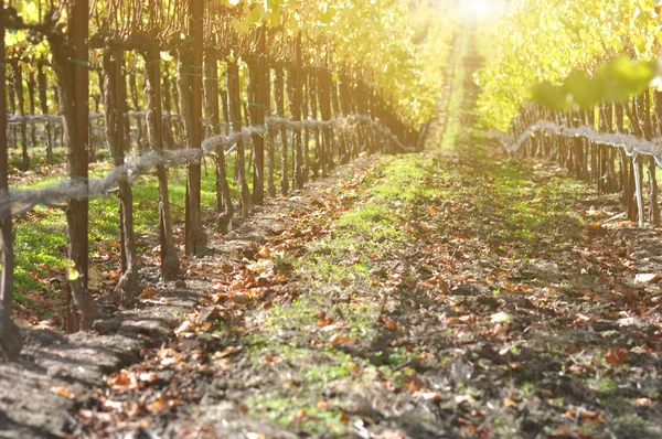 葡萄酒的葡萄园，在秋天 — 图库照片