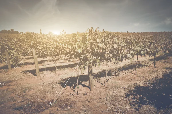 葡萄酒的葡萄园，在秋天 — 图库照片