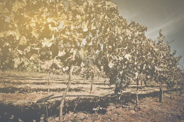 Vintage wijngaard in de herfst — Stockfoto
