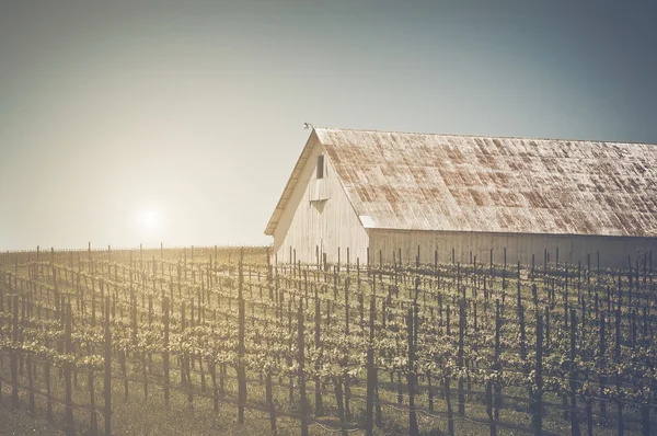 Celeiro vintage em vinhedo — Fotografia de Stock