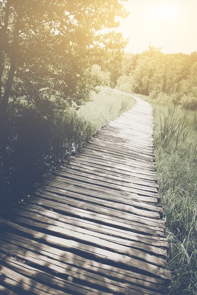 Wandelpad in het bos — Stockfoto