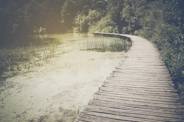 Wandelpad in het bos — Stockfoto