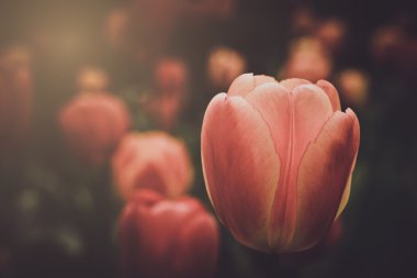 Lale güneş ışığı ile Instagram Retro filtreli