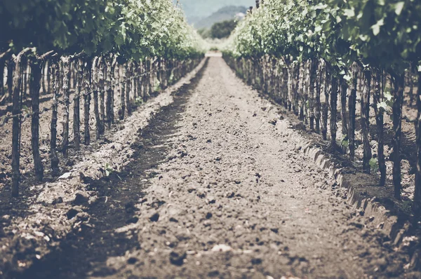 Vigneti d'epoca in autunno — Foto Stock