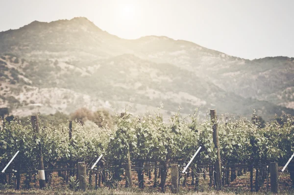 Vignoble avec ciel bleu — Photo