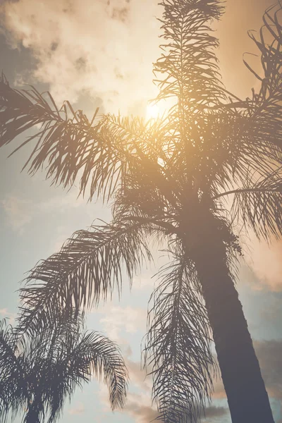 Palmiye ağacı Retro filtre ile — Stok fotoğraf