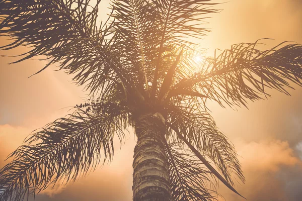 Palmboom met Retro Filter — Stockfoto