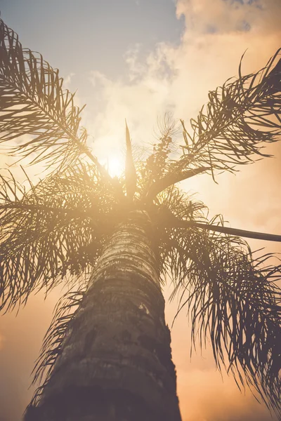 Palm Tree with  Retro Filter — Stock Photo, Image