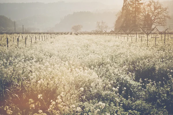 Wijngaard in het voorjaar met Film stijl Filter — Stockfoto