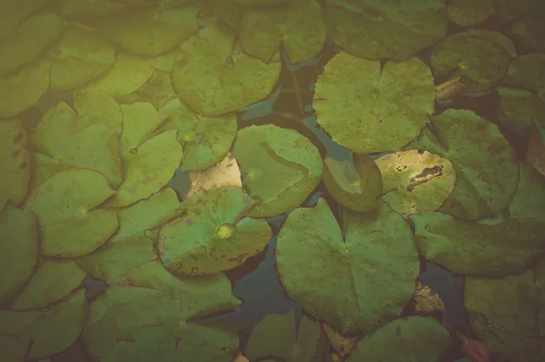 Lily pad bakgrund — Stockfoto