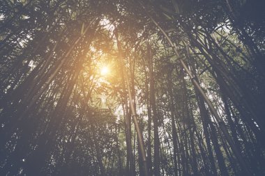 Güneş ışığıyla bambu ormanı