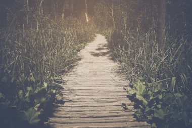 Güneş ışığı ile Hiking Trail