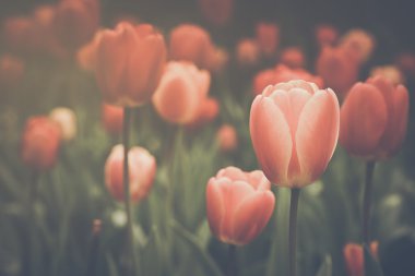 Bahçedeki kırmızı laleler