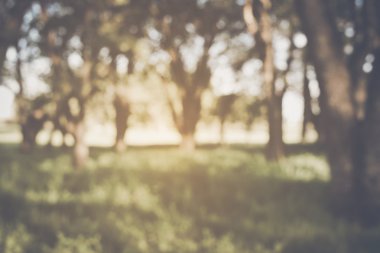 bulanık doğa arka plan