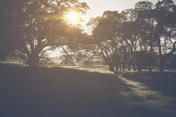 Fondo de la naturaleza borrosa —  Fotos de Stock