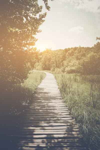 Holzweg im Wald — Stockfoto