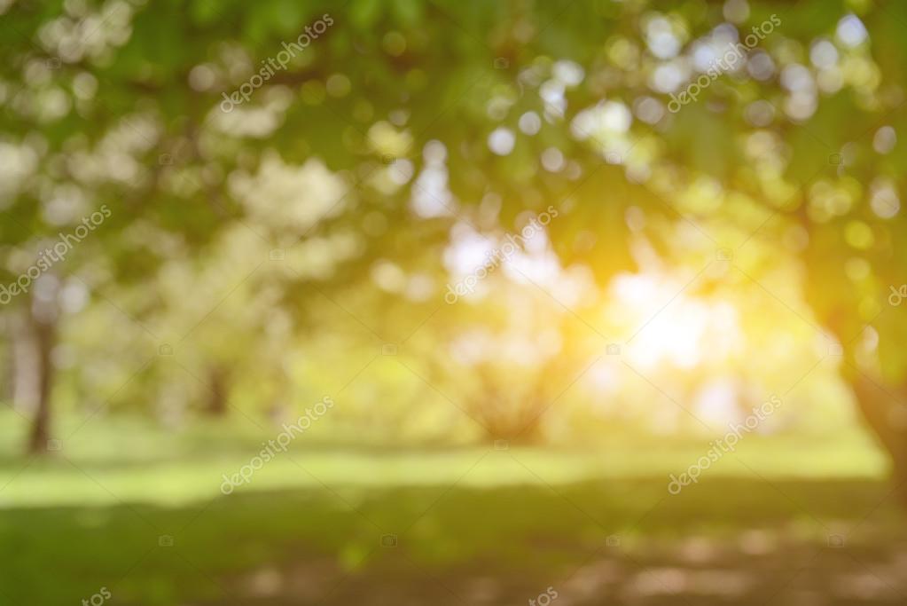 Tổng hợp 700 Background blur nature Cho design thân thiện với thiên nhiên