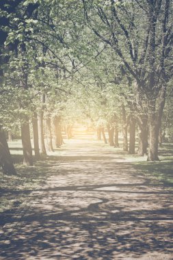 Trees in a Row along a Pathway