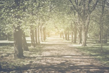 Trees in a Row along a Pathway