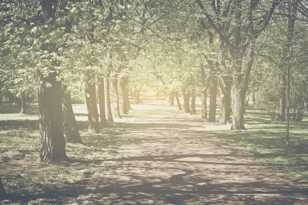 Trees in a Row along a Pathway — Stockfoto