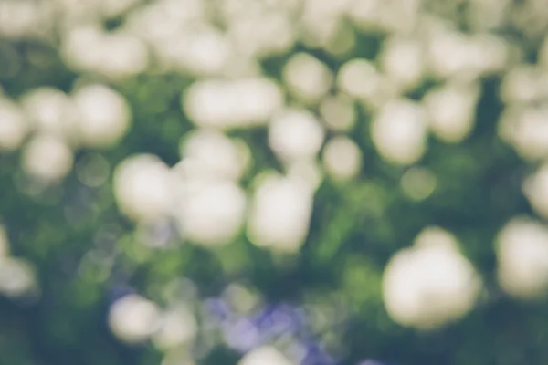 Tulipano bianco Fiori offuscati — Foto Stock