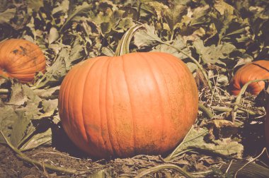 Halloween Pumpkins alanındaki