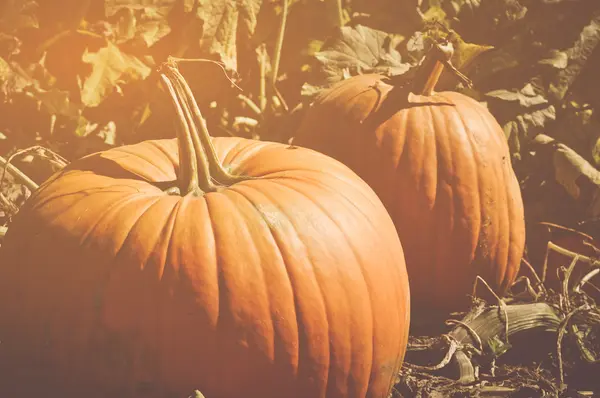 Halloween Pumpkins alanındaki — Stok fotoğraf