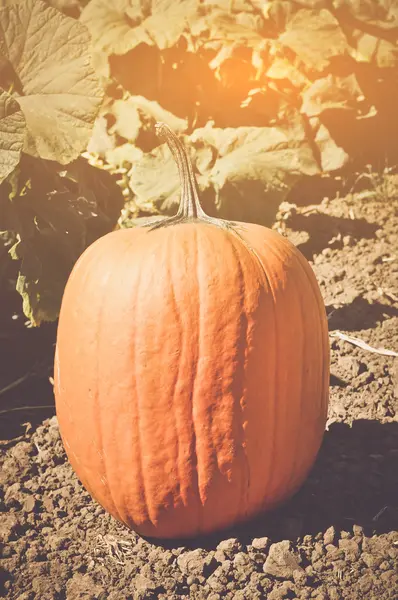 Halloween Pumpkins alanındaki — Stok fotoğraf