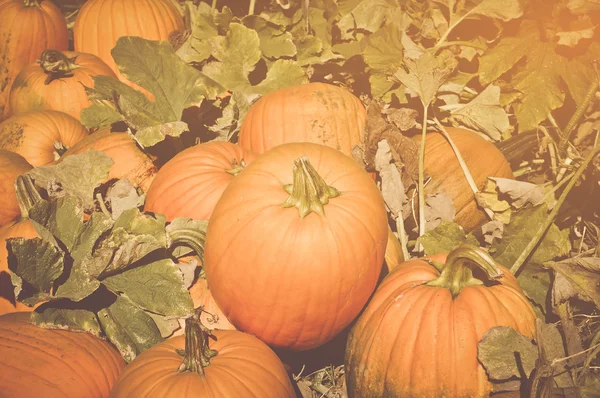 Halloween Pumpkins Retro Instagram tarzı filtreli — Stok fotoğraf