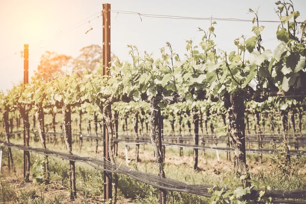 Campo de viñas de uva — Foto de Stock