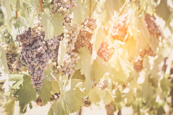 Red Wine Grapes on the wine — Stock Photo, Image