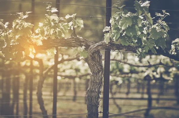 Vinha de uva com filtro vintage — Fotografia de Stock