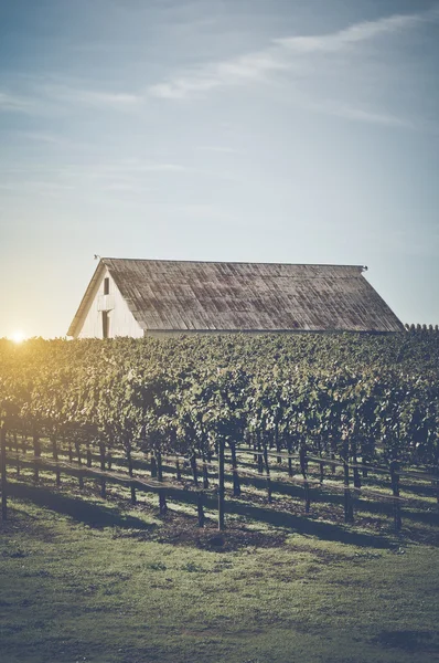 Винтажный амбар в винограднике — стоковое фото