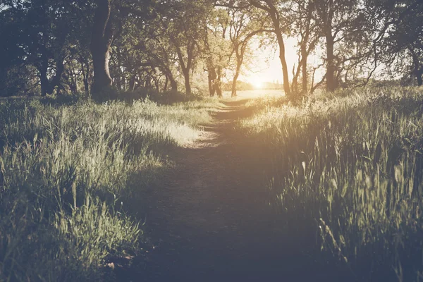 La lumière du soleil dans la forêt comme arrière-plan — Photo