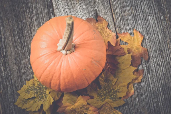 Kürbis mit Herbstblättern — Stockfoto