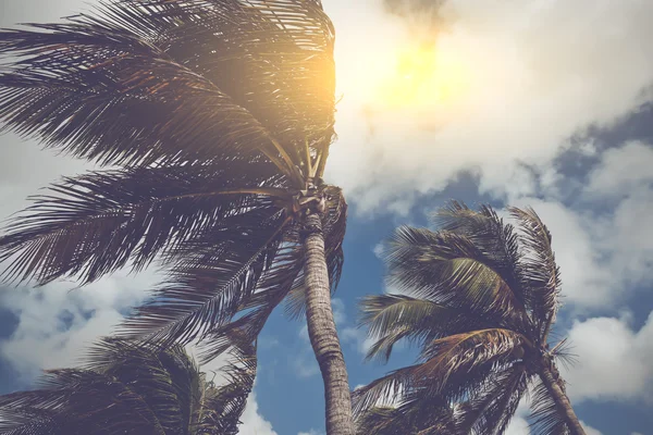 Palmbomen waaien in de wind — Stockfoto
