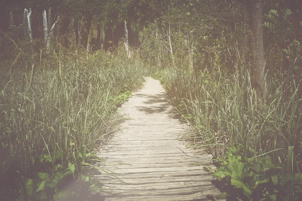 Hiking Trail with Sunlight — Stock Photo, Image