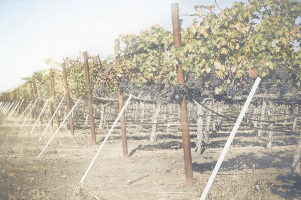 Großer Weinberg im Herbst — Stockfoto