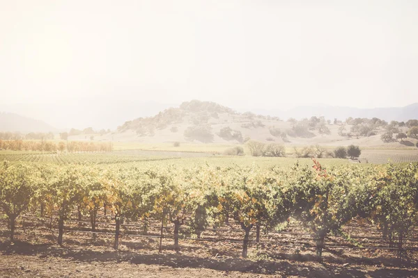 Grote wijngaard in de herfst — Stockfoto