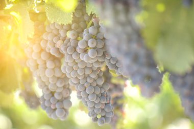 Sarmaşıkta taze üzümler