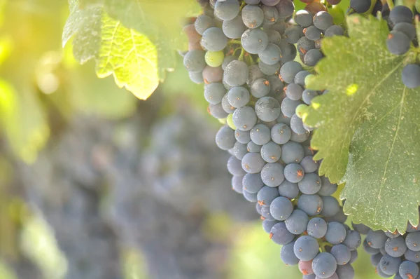 Uvas frescas en la vid — Foto de Stock