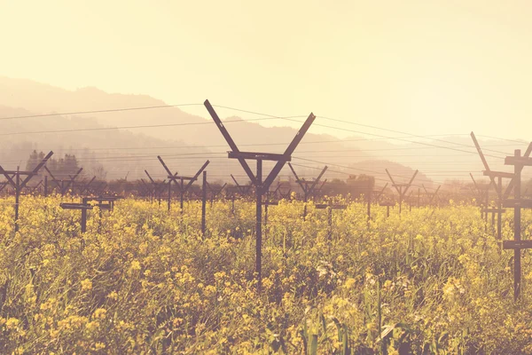 Campo de vinha na primavera — Fotografia de Stock