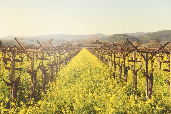 Campo de viñedos en primavera —  Fotos de Stock