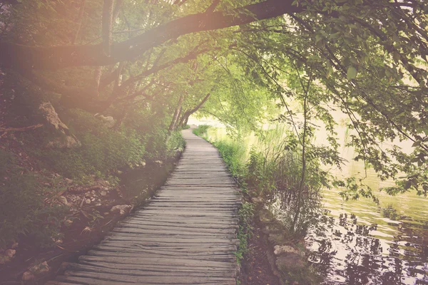 Houten wandelpad in het bos — Stockfoto