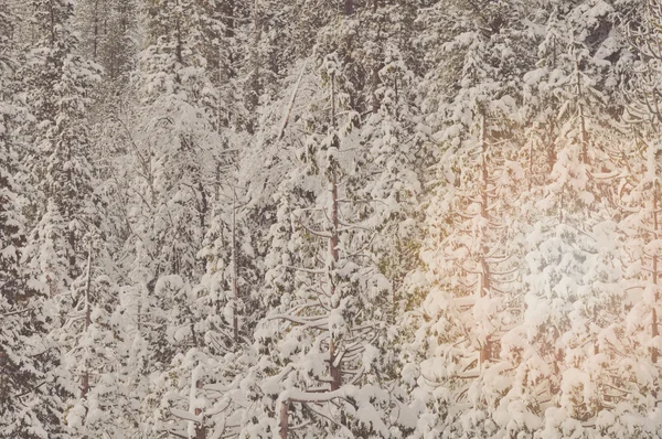 Árboles cubiertos de nieve —  Fotos de Stock