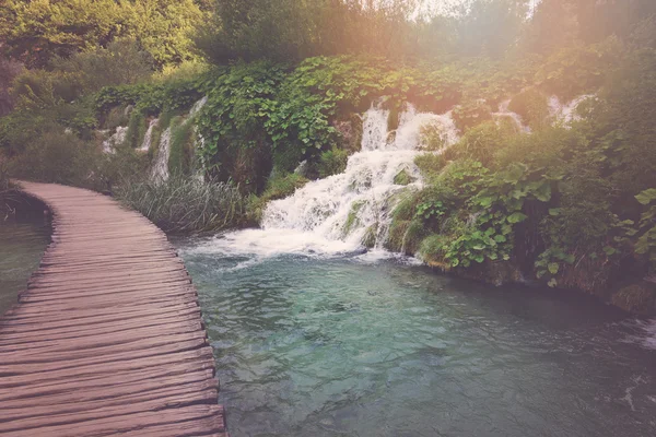 Orman içinde ahşap yürüyüş yolu — Stok fotoğraf