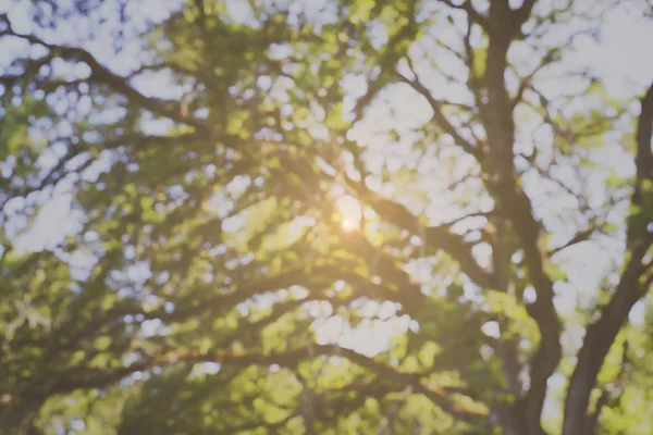 Verwischter Baum im Wald — Stockfoto