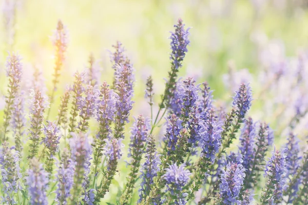 Lila Lavendelblüten auf dem Feld — Stockfoto