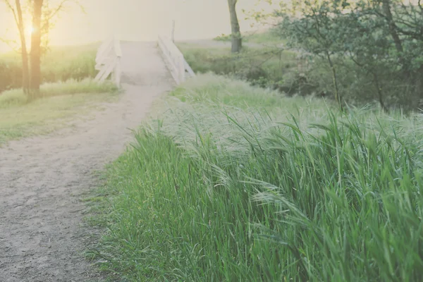 Suddig naturstig med vita bron bakgrund med instagram Stockfoto