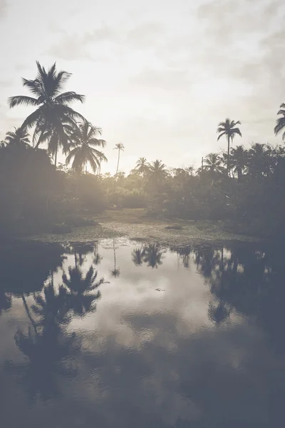 Gölde bir tropik orman — Stok fotoğraf
